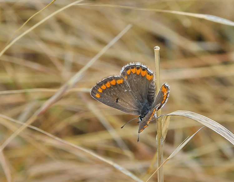 Aricia agestis